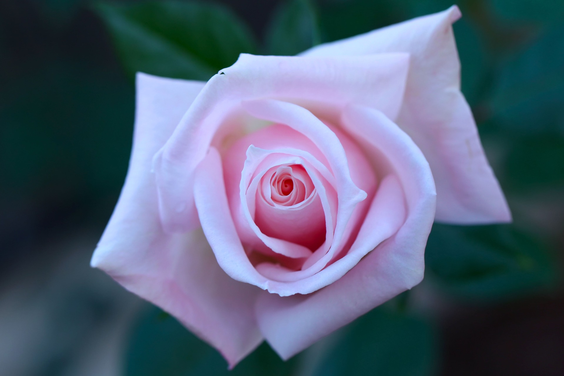 rose-1161821_1920 Are you a Priestess?