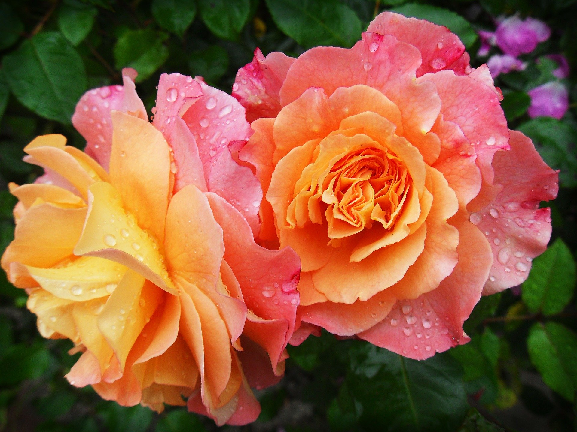 rose-174817_1920