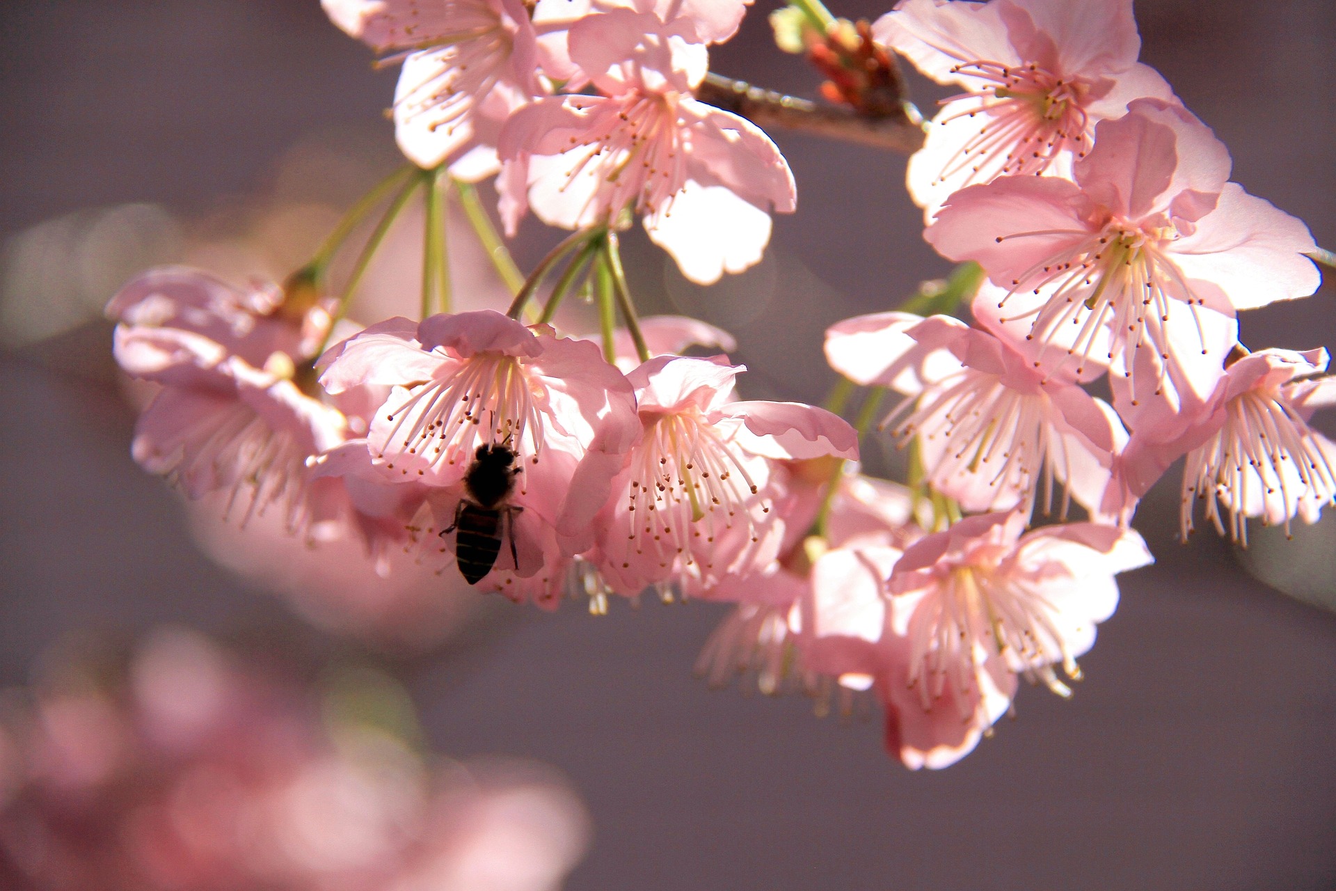 flower-3255501_1920