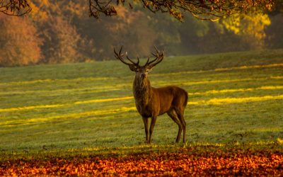 Message from the Animals of the Forest