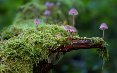 Calling all Sacred Guardians & Messengers of Nature