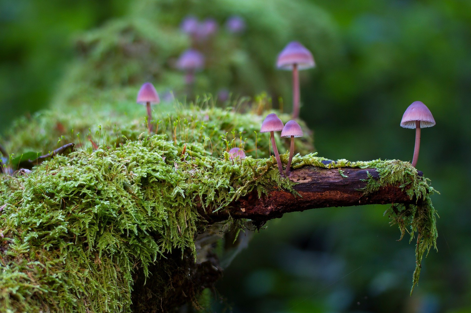 Mushrooms