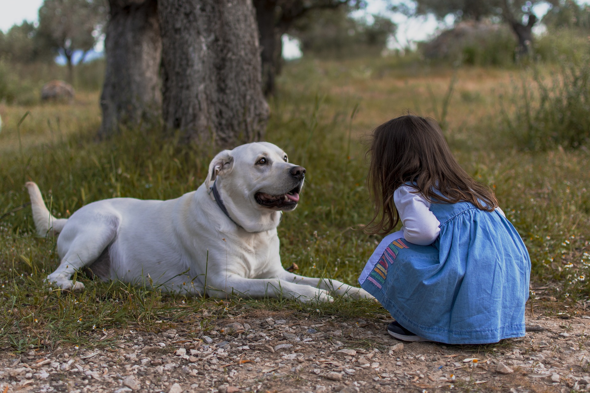 kid-dog-5718703_1920