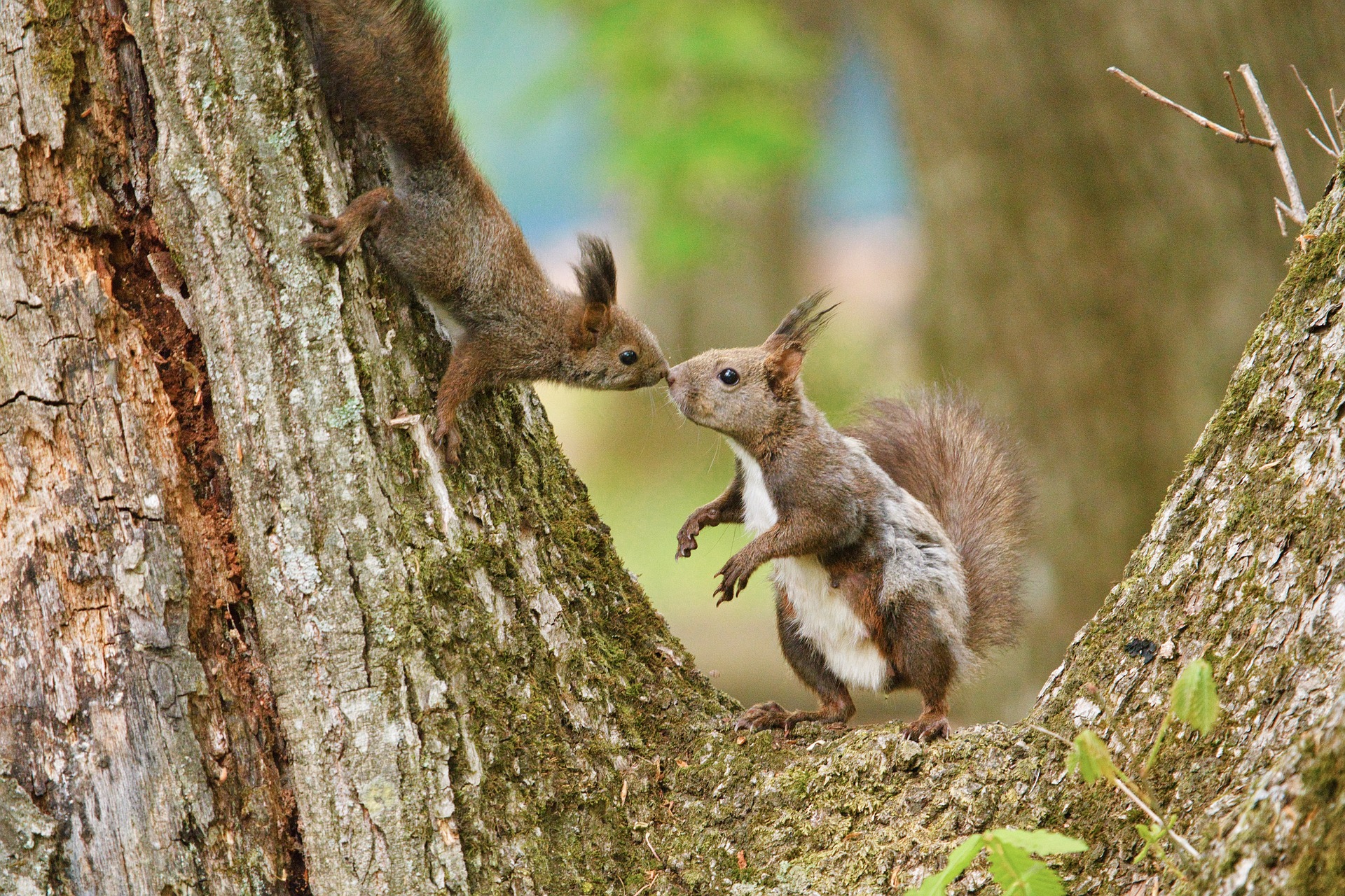 squirrel-5281783_1920