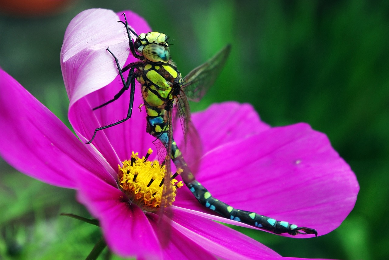 dragon-fly-1320571_1280