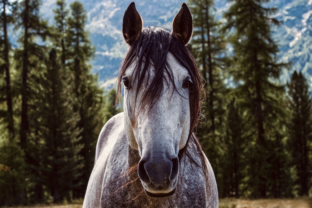 horse-5836459_1280