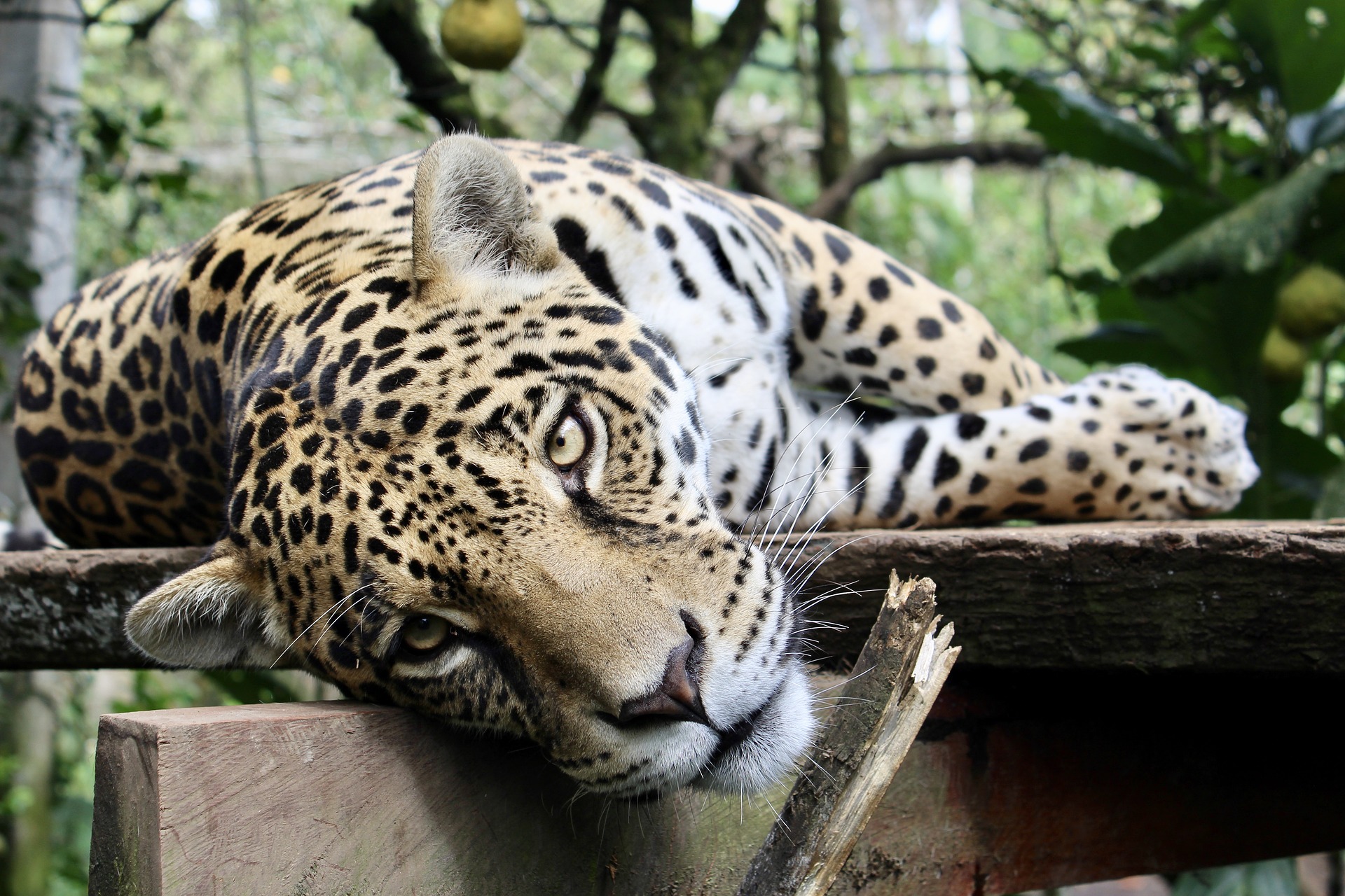 jaguar-2723827_1920