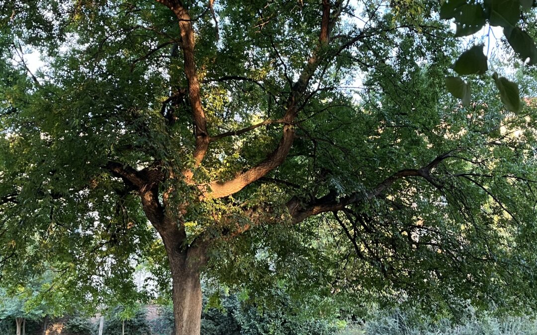 Relax And Restore With Nature