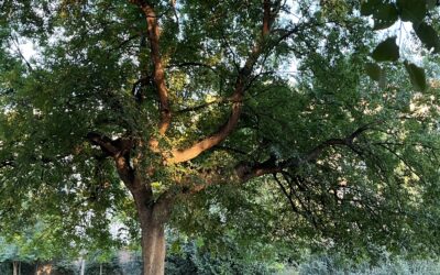 Relax And Restore With Nature